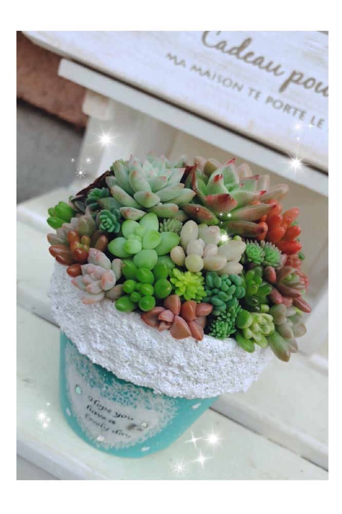 小さな庭の画像 by まぁぷるさん | 小さな庭と多肉植物とよせ植えと容舞后さんの鉢♥と植中毒とゆるキャラ倶楽部と多肉寄せ植え