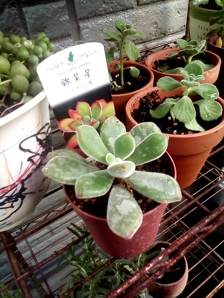 小さな庭の画像 by MARYさん | 小さな庭と多肉植物とボタニカルライフと錦晃星☆とホームセンターとモフモフとグリーン