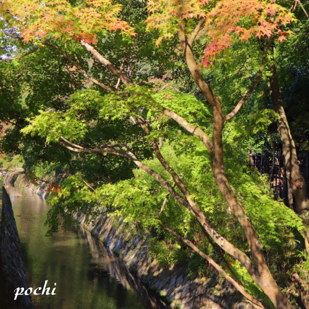 お出かけ先の画像 by ポチ音さん | お出かけ先と哲学の道と京都市と京都と京都 東山と秋の風景と琵琶湖疏水の紅葉ともみじ紅葉と川コレと平成最後の秋