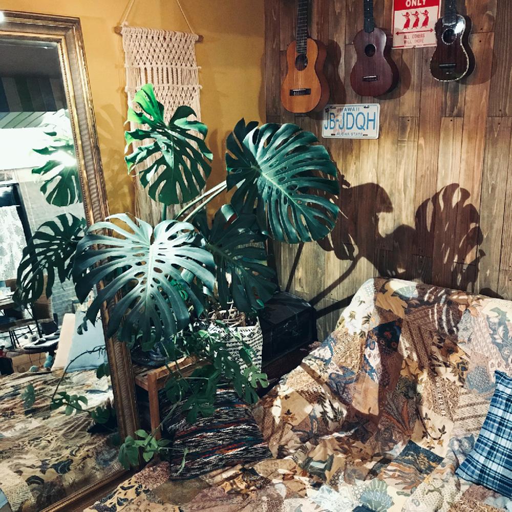 部屋の画像 by ママワンさん | 部屋と『インテリアグリーン』フォトコンテスト2018とモンステラデリシオーサとマーマーワン
