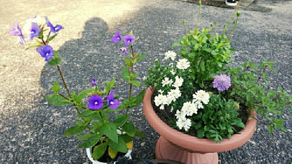 の画像 by のぶりんさん | ボタニカルライフと寄せ植えと安く買った花と鉢植えと花のある暮らしとパステルカラーと秋の花