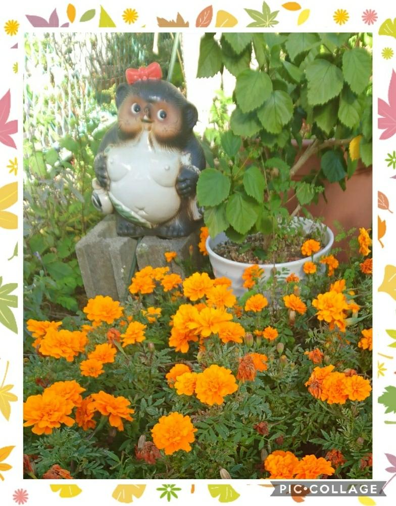 の画像 by トリトンさん | キュンキュン乙女倶楽部とお花大好き♡と『タヌキ祭り』とありがとう♡と寄り添ってといやされる♡と北の大地北海道とコラージュと台風21号被災者応援とキュンキュン乙女倶楽部No.183と応援するよとpicコラージュと花のある暮らしと頑張れ♡えっこと頑張れ♡ばぁばさんとマンションの庭とかわいいとタヌコの四季とビタミンカラーとオレンジ色の花も好き