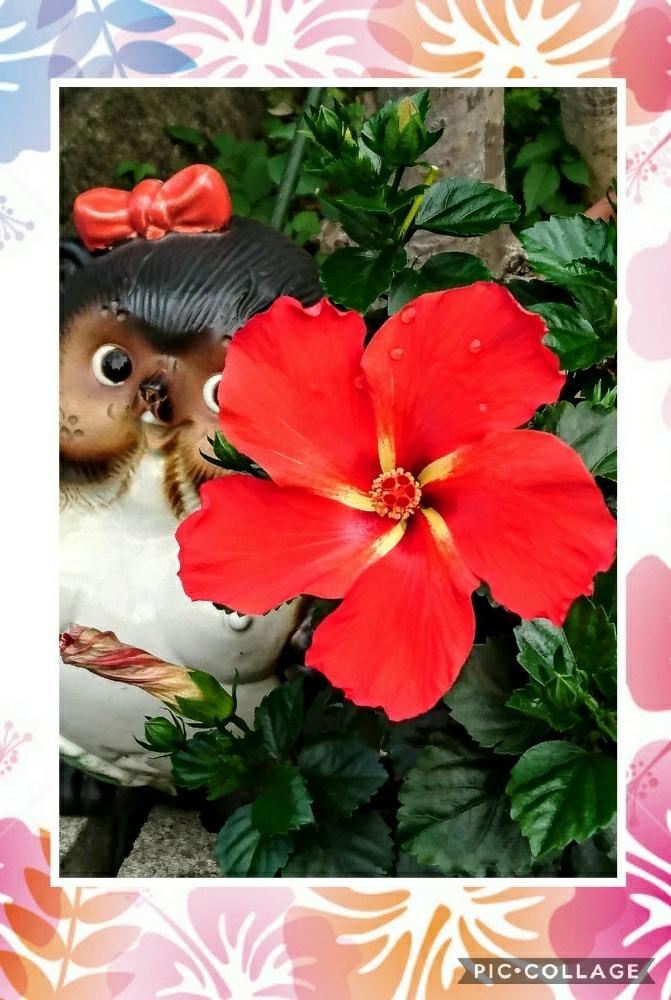の画像 by トリトンさん | キュンキュン乙女倶楽部とお花大好き♡と『タヌキ祭り』とありがとう♡と寄り添ってといやされる♡と北の大地北海道とGS映えとコラージュと台風21号被災者応援と ハイビスカスとキュンキュン乙女倶楽部No.183と応援するよとpicコラージュと花のある暮らしと頑張れ♡えっこと頑張れ♡ばぁばさんとマンションの庭とタヌコの四季