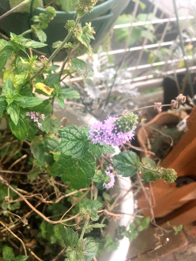 アプローチの画像 by ポポーさん | アプローチとミントとハーブの花と男子中学生のお悩みと家庭菜園と男子中学生の畑とGS日和と農家と植中毒と男子中学生の挑戦(笑)とハーブと実生とお土産と野菜の花と珍奇植物と花のある暮らしとお庭と家庭菜園奮闘日記と男子中学生の庭づくりと有用植物とガチ農業