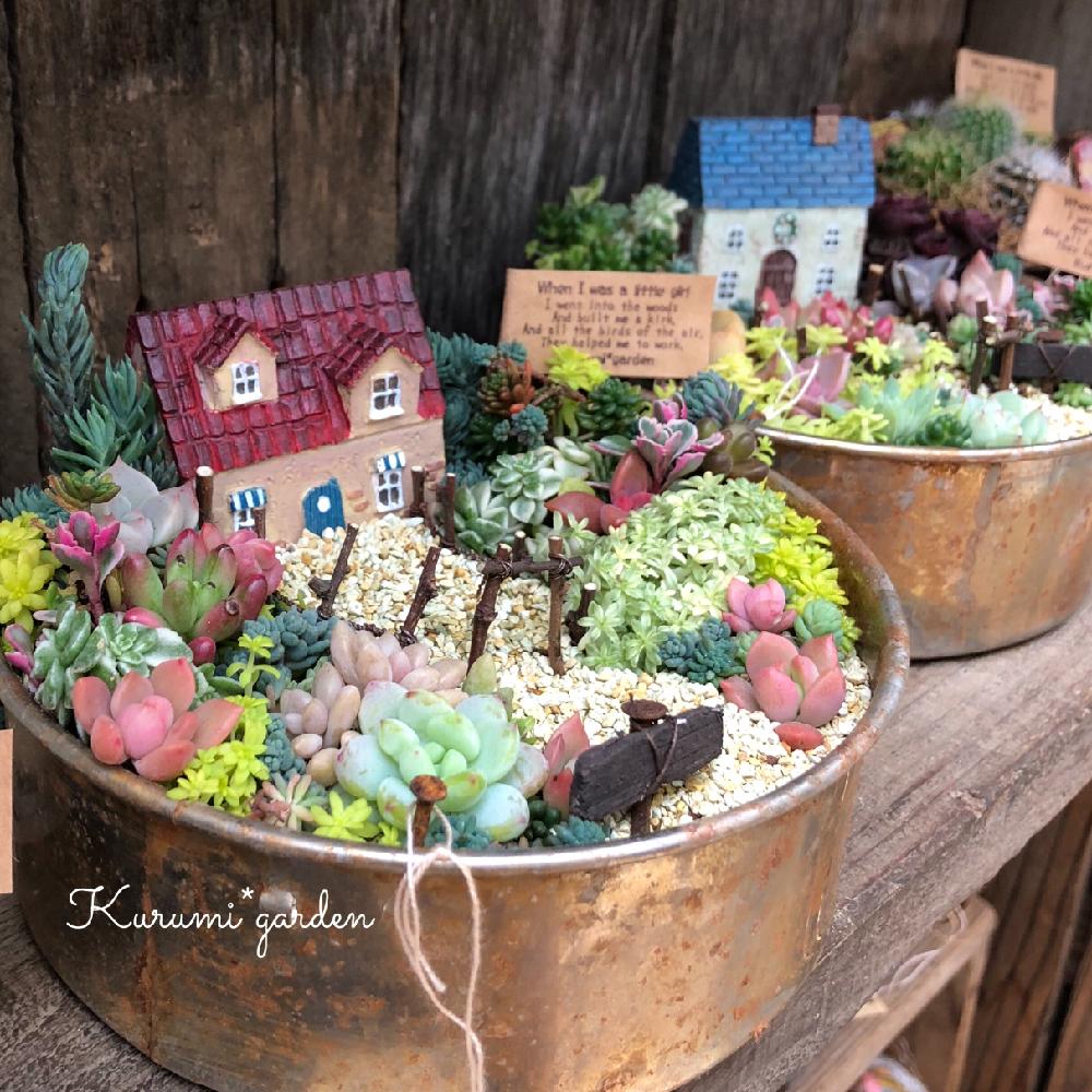 お出かけ先の画像 by くるみ*さん | お出かけ先と箱庭と多肉植物の寄植えとプロトリーフガーデンアイランドと小さな箱庭と古道具と多肉のコラボと多肉箱庭とお誘いと粉ふるいと多肉植物寄せ植えとGSのみなさんに感謝♡とくるみのgreen工房とハンドメイドとナチュラルスタイルと『インテリアグリーン』フォトコンテスト2018とサビサビ好きとKurumi*gardenとプロトリーフとミニミニガーデンとセダム寄植えとミニミニ多肉と多肉 箱庭