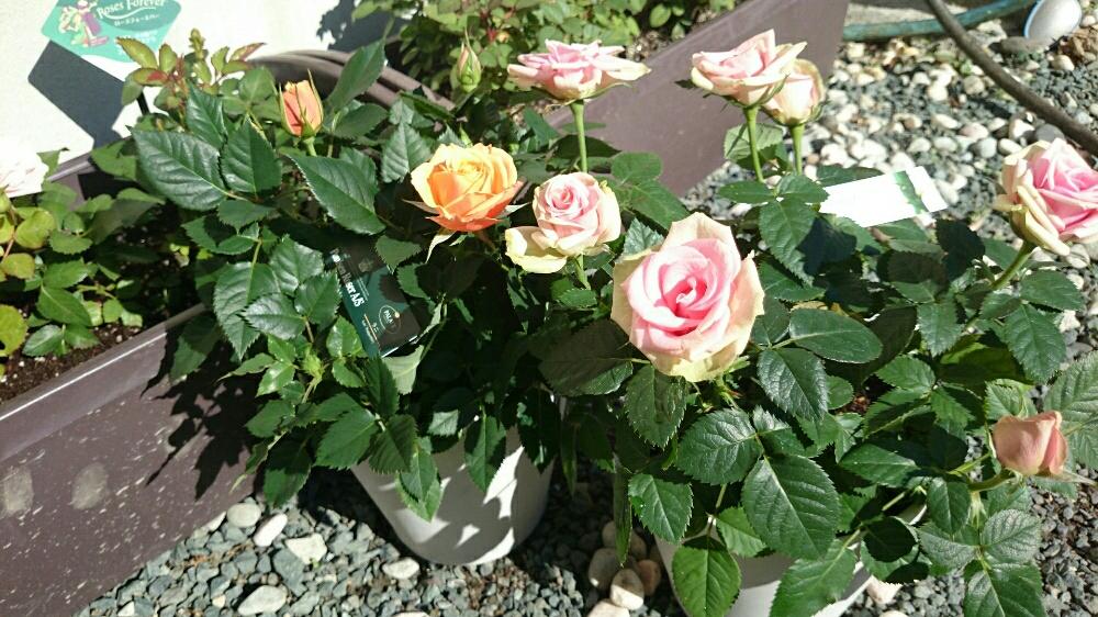 小さな庭の画像 by r.さくら.rさん | 小さな庭とバラ・ミニ薔薇とバラ・修景バラとGS映えとバラ 鉢植えと鉢植えとまだまだ初心者とガーデニングと花のある暮らしとお花と薔薇♪とバラ・ミニバラとバラ薔薇ばらら~❤️とステキなお庭
