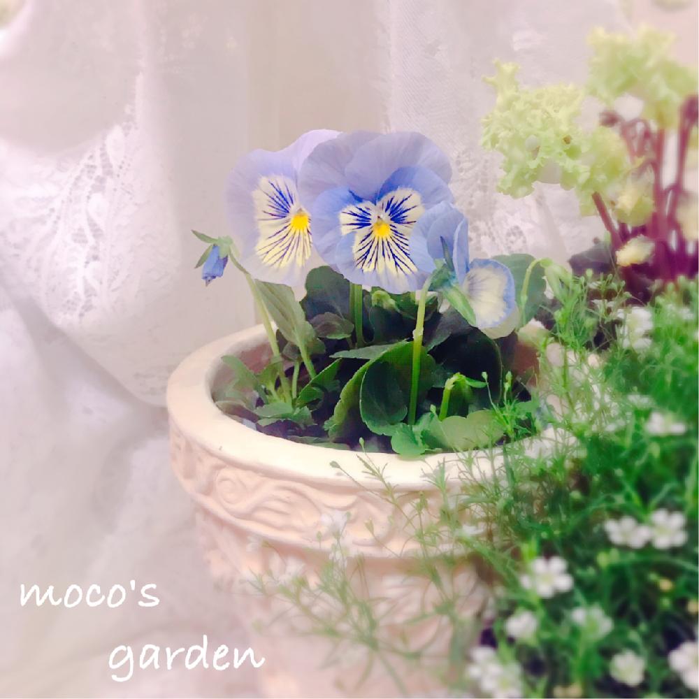 小さな庭の画像 by mocoさん | 小さな庭とパンジーと水色の花とキュンキュン乙女倶楽部と観葉植物と『パンジー・ビオラ』フォトコンテスト2018とビオラ・パンジーとマイガーデンとGS映えとフリフリのお花とフリフリパンジーとウィンターパーティ バニラスカイと可愛いとガーデニングと花のある暮らしとうどん県人会とバルコニストとフリフリ同好会
