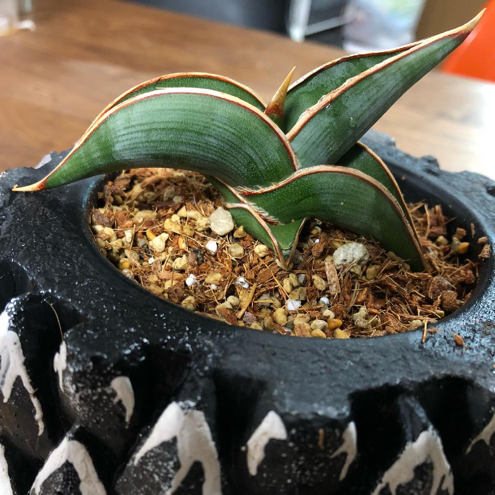 インテリアの画像 by hyakkasanさん | インテリアとサンセベリア・ロリダと サンスベリアと観葉植物のある暮らしと サンスベリア・ロリダと『インテリアグリーン』フォトコンテスト2018とインテリアグリーン