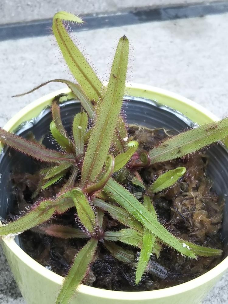 エクステリアの画像 by KELO-GUさん | エクステリアと観葉植物と食虫植物と植中毒と珍奇植物とエキゾチックとドロセラ類