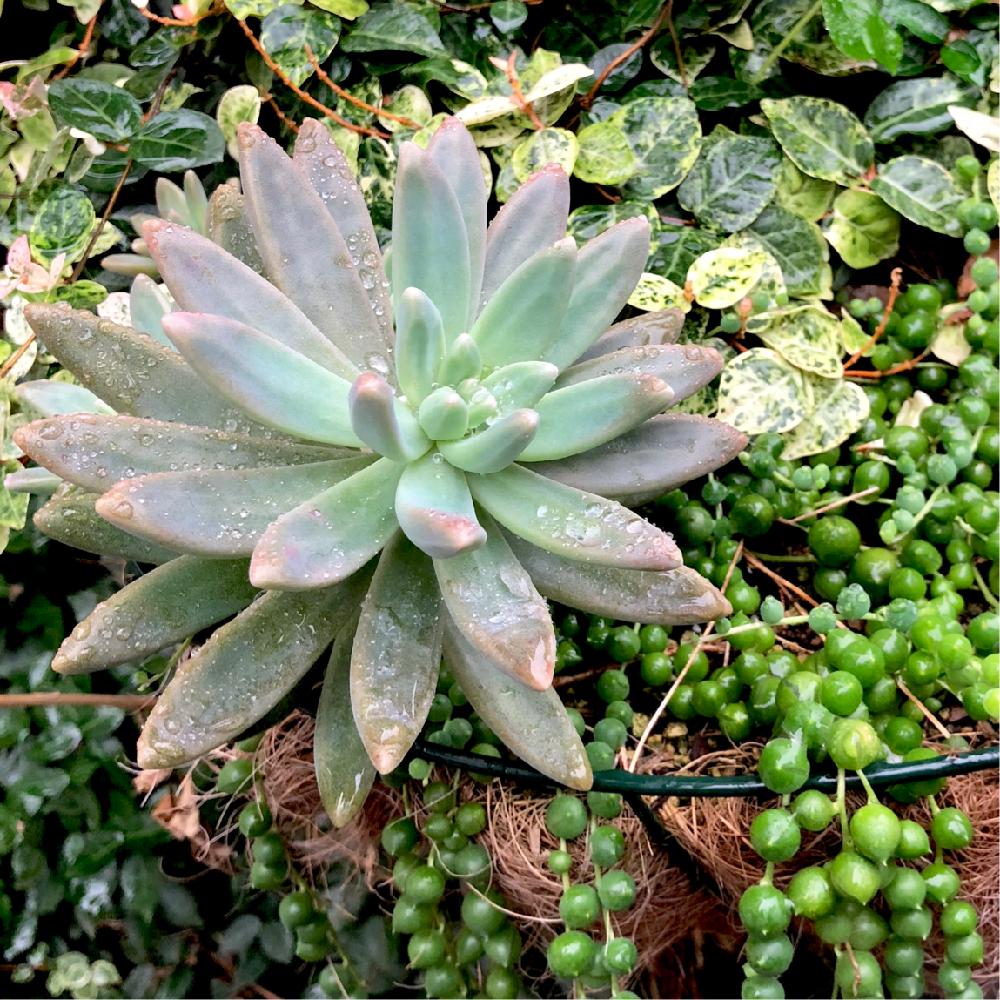 エントランスの画像 by まる(・ω・)bさん | エントランスと多肉植物とGS映えと植中毒と今日の一枚とグラプトペタルムとタニラーと成長記録と秀麗(シュウレイ)とハツユキカズラ☆と多肉 グリーンネックレス