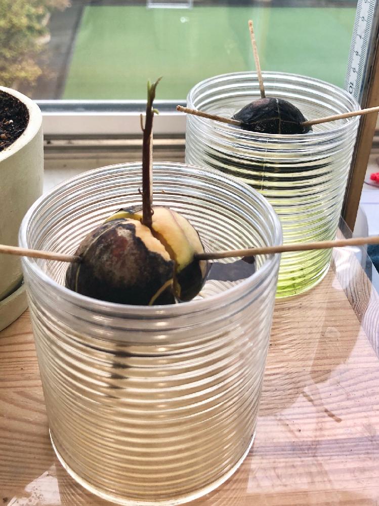 窓辺の画像 by marineblueさん | 窓辺とavocadoとhass avocadoとアボカドと観葉植物を楽しむと観葉植物と育てる楽しみと家庭菜園とアボカド栽培と種からとGS日和とi love plantsと家庭菜園奮闘日記と観葉植物の水栽培とアボカドの成長記録