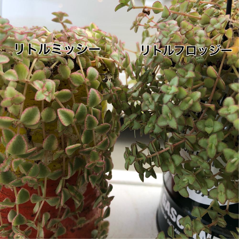 小さな庭の画像 by yoppyさん | 小さな庭とリトルミッシーとリトルフロッジーと多肉植物とマイ・コレクションとリメ缶と植え替えシーズン到来!と寄せ植えとわが家の多肉スペースと雨ざらしと植中毒と今日の一枚とリメ鉢と紅葉(こうよう)と多肉女子とタニラーと北陸タニラーとナチュラルスタイルとガーデニングと多肉棚と石川県