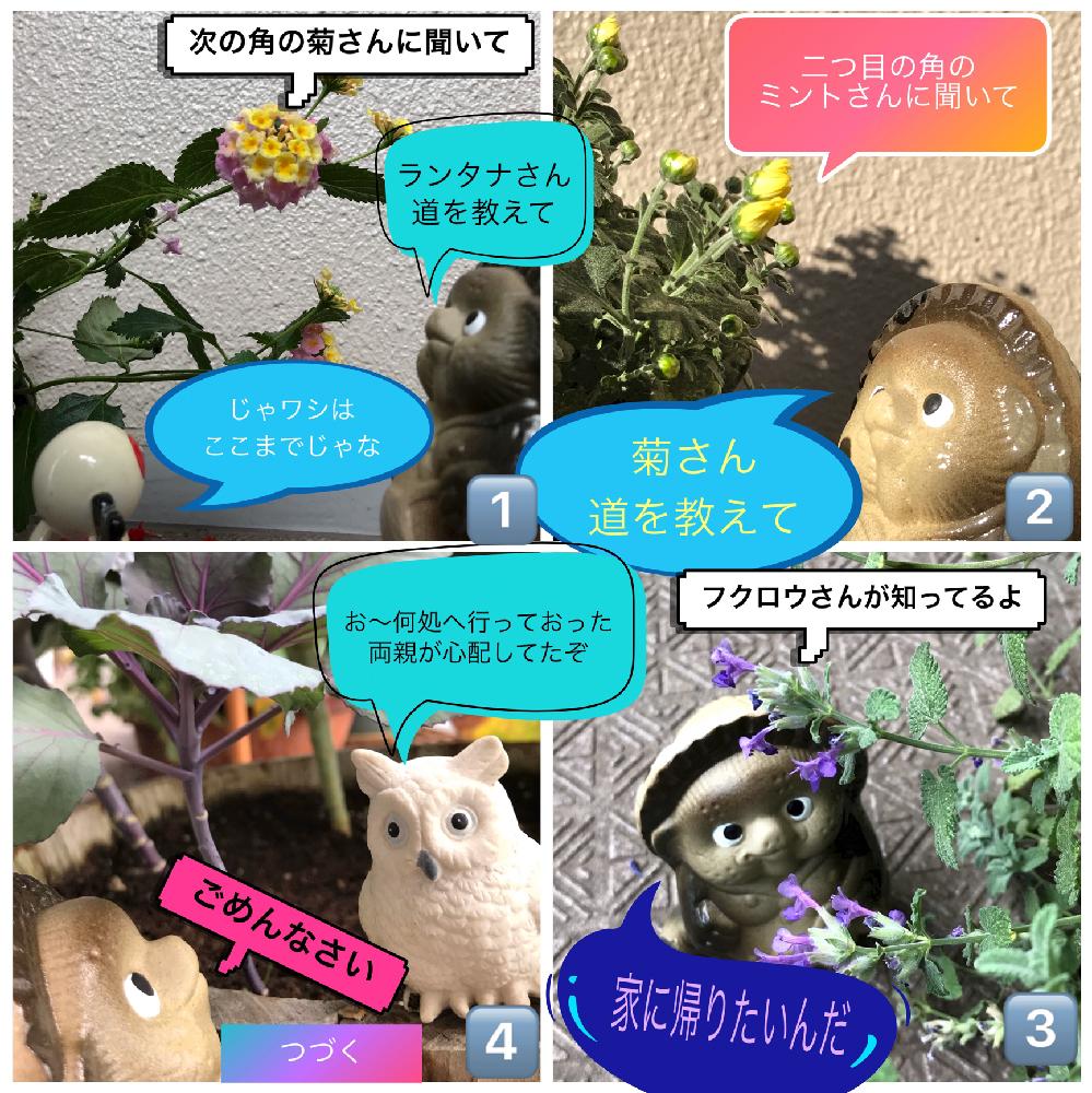 バルコニー/ベランダの画像 by タッカーさん | バルコニー/ベランダとたぬき祭りと『タヌキ祭り』とハボタンの寄せ植えとGS映えとランタナ倶楽部と ミントとキク科ときいろいお花と花のある暮らしとかわいい花とタヌキ祭りとバルコニスト