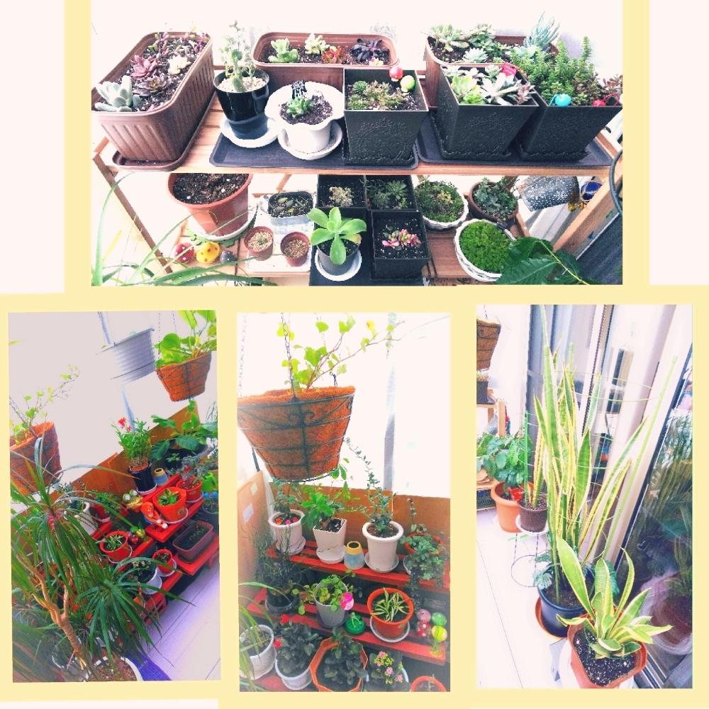 の画像 by しずかむさん | 多肉植物と観葉植物と相談とサンルームと花のある暮らしと東北の冬
