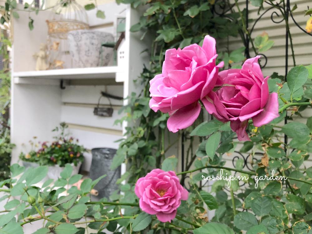 小さな庭の画像 by みわぞぅさん | 小さな庭とマイ・コレクションと薔薇好きと手作りの庭と風景写真とマイガーデンとGS映えと花自慢とボタニカルスポット2018秋と鉢植えと京阪F&Gローズとナチュラルスタイルとガーデニングと小さな小さな庭と花のある暮らしと薔薇♪とロザリアンとバラを楽しむと咲いた!