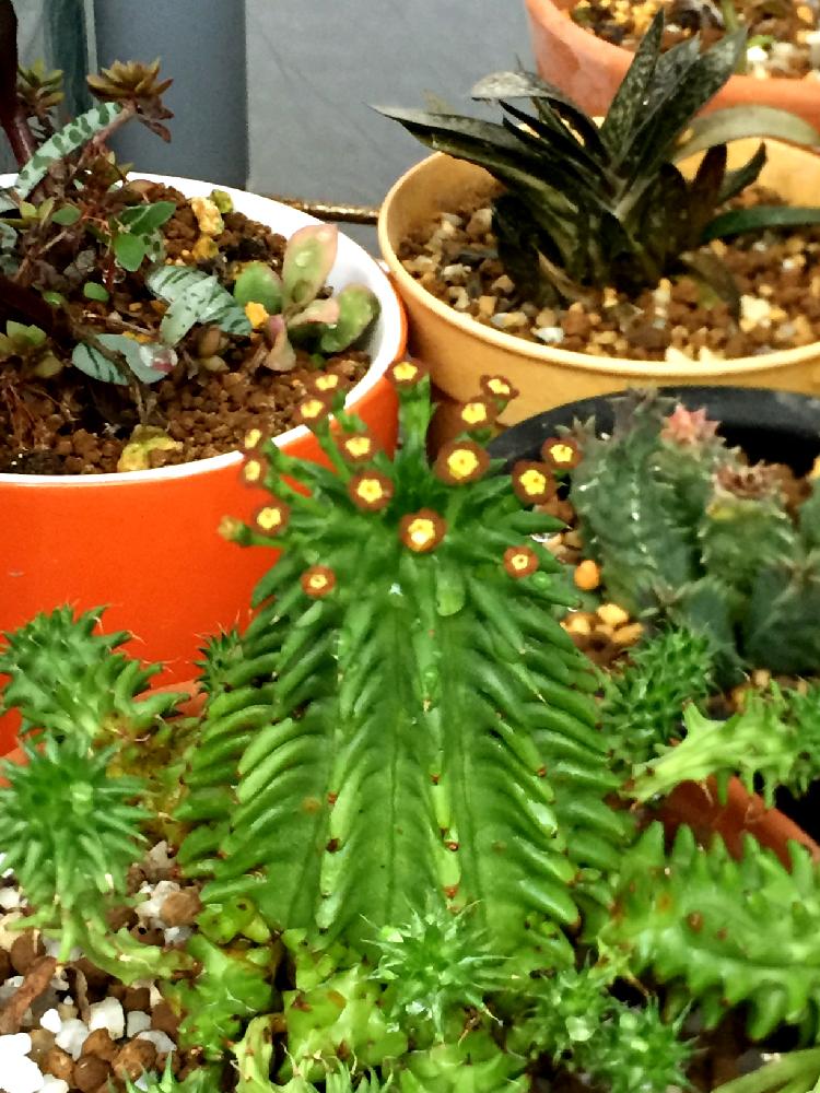 棚の画像 by ミント大好きさん | 棚と観葉植物とGS映えと植中毒と珍奇植物と花のある暮らし