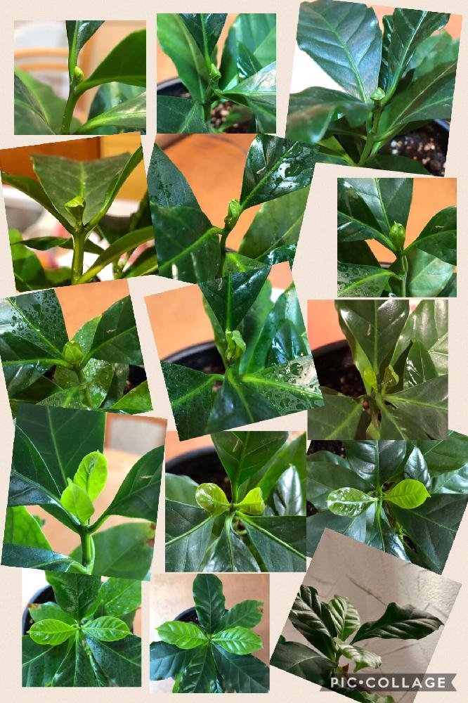 キッチンの画像 by まるすさん | キッチンとコーヒーの木と観葉植物と日本晴れとGS映えとGS日和と気になる木とうどん県人会
