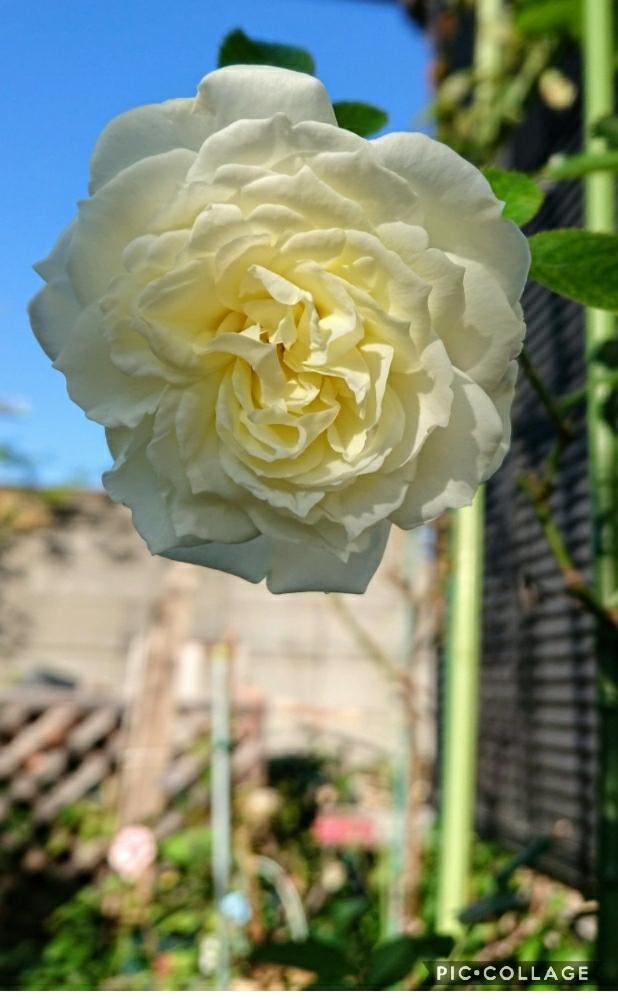 広い庭の画像 by のりりんの森さん | 広い庭とお花を楽しむと可愛いお花たち♪と白い雲見たいな薔薇とシューラ ネージュと癒やしタイムと柔らかな色