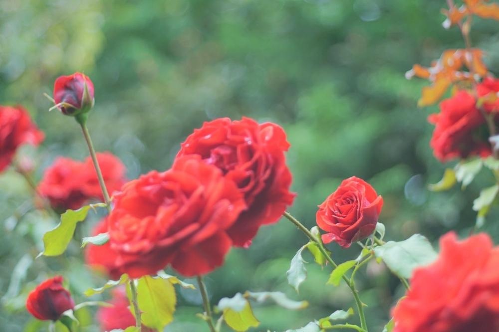 お出かけ先の画像 by ゆーのさん | お出かけ先と薔薇と色が素敵とお花を楽しむと心落ち着くとオールドレンズとGS映えと今日の一枚と優しい色の花と花のある暮らしとお花といやされると写真好きな人と繋がりたいと薔薇♪とバラ・ミニバラとバラを楽しむとふんわり