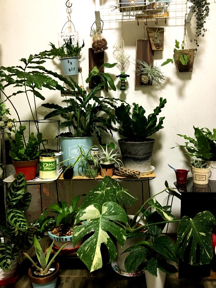 部屋の画像 by jokerさん | 部屋とフレボディウム ブルースターとビカクシダ ビフルカツムとポトステルノシャングリラとアスプレニウム・コブラとクロコダイルファーンとモンステラ ジェイドシャトルコックと斑入りモンステラとデッキアとアガベ・ベネズエラとエメラルドウエーブとハリシーとモンステラ属とジャンク雑貨とウラボシ科とランプと普及シダを愛でる会と緑のある暮らしと100均アレンジとシダ植物と珍奇植物と『インテリアグリーン』フォトコンテスト2018とジャンクガーデンとビカクシダ属とビカクシダ普及委員会とコウモリラン部とアガベ属