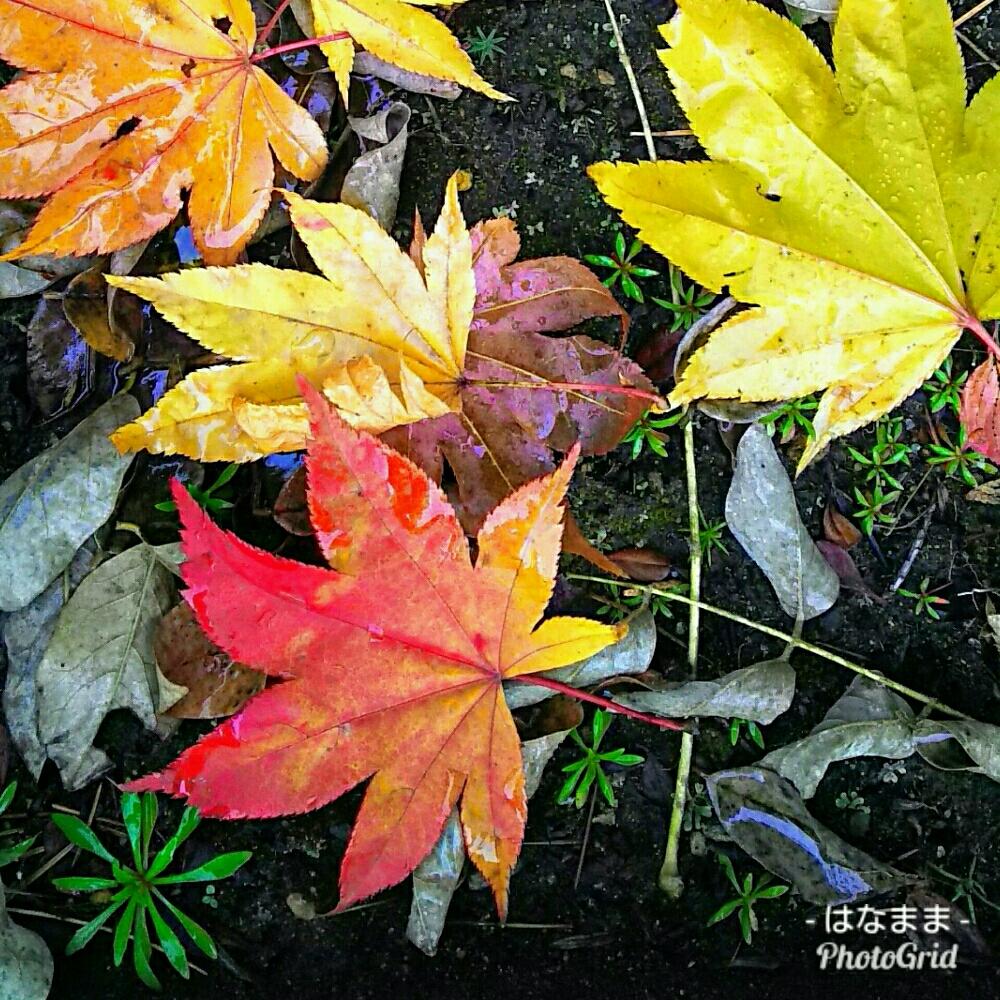 小さな庭の画像 by はなままさん | 小さな庭とアンドロサセ スターダストといつも笑顔でと朝日を浴びてと紅葉(こうよう)と花のある暮らしと北海道