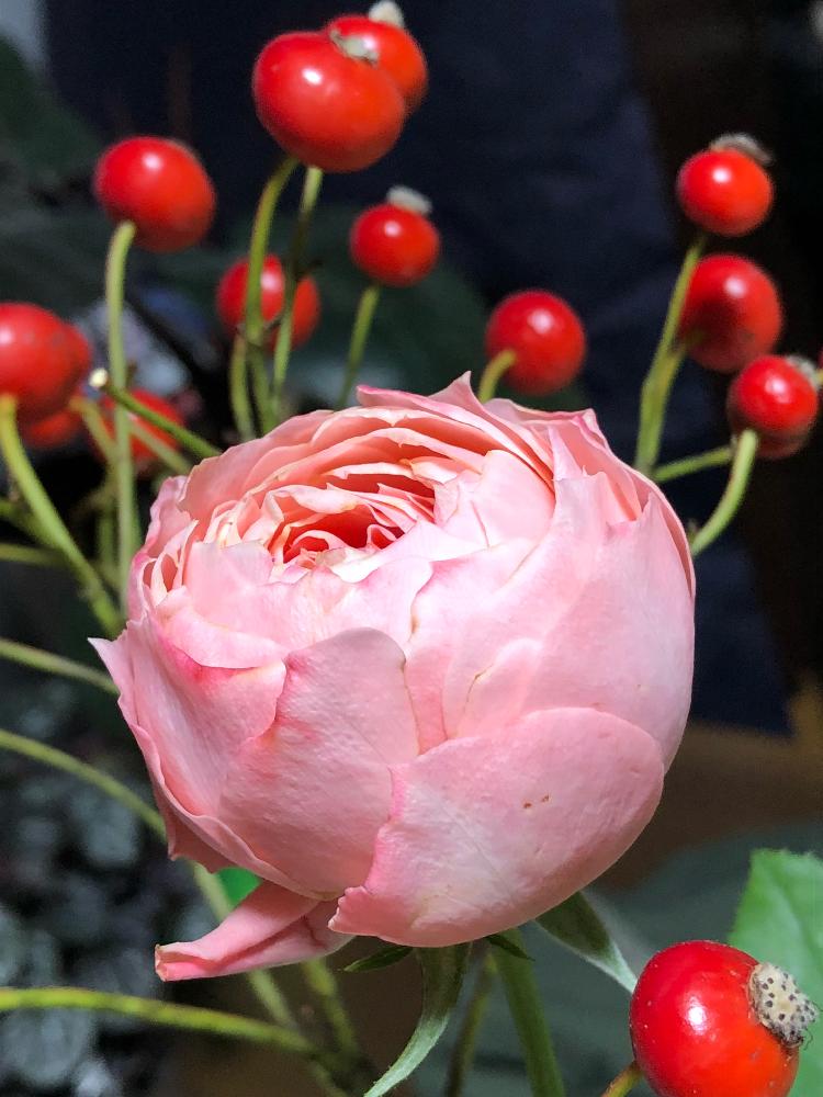 キッチンの画像 by みどりさん | キッチンとラシャンス バラと薔薇 ラシャンスとローズヒップと木の実と北の大地北海道とチームブラックと小さい秋見つけたと植中毒とキラッキラ✨と花のある暮らしとかわいい実と蕾祭り