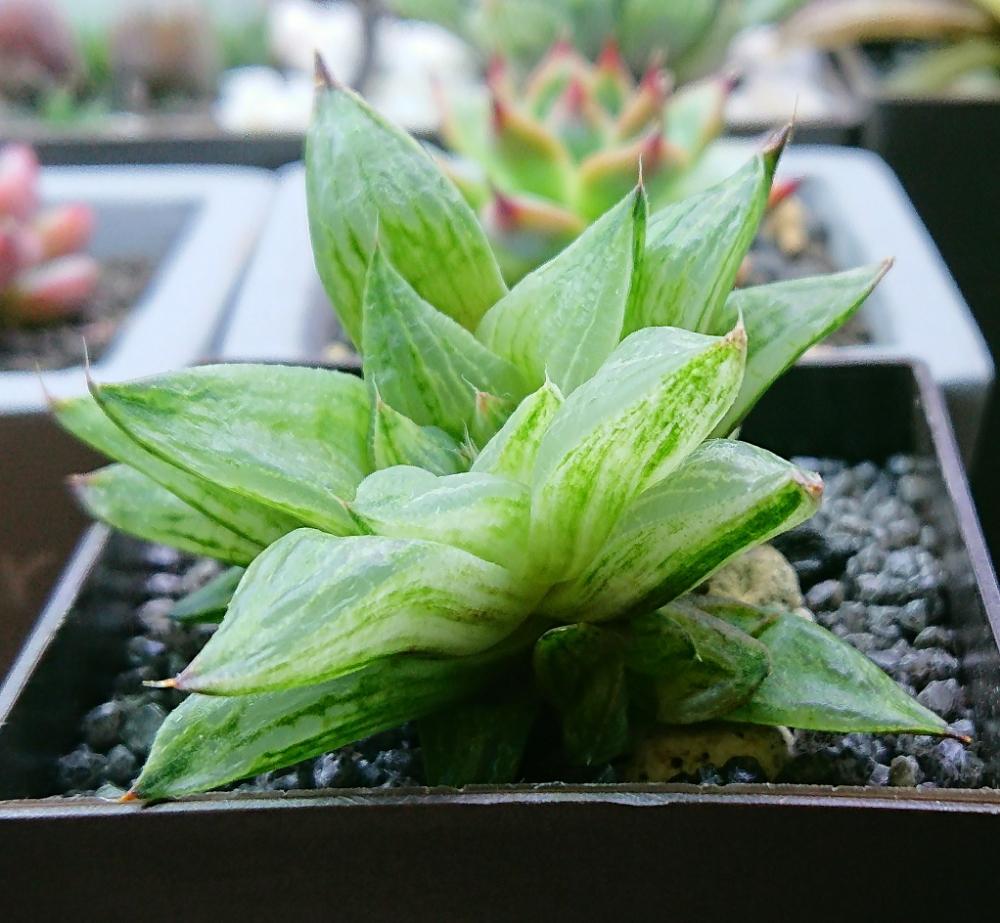 部屋の画像 by れいとにーさん | 部屋と多肉植物とハオルチア旧氷砂糖とHaworthia:ハオルチア/ハオルシアと植中毒とハオルチア ツルギタとハオルシア属 とハオルチア 氷砂糖と透明感とスケスケとLED栽培とLED