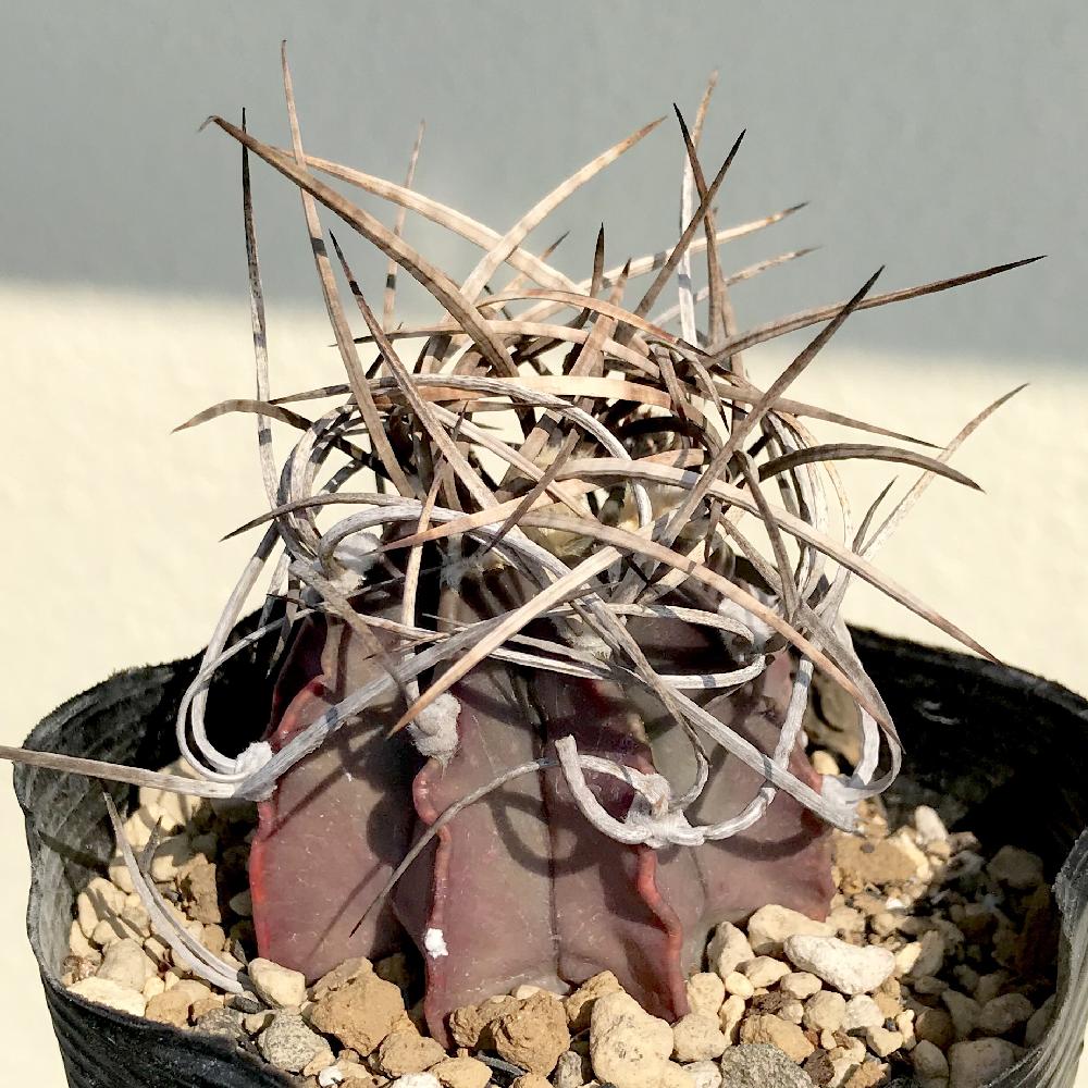 バルコニー/ベランダの画像 by たねさん | バルコニー/ベランダと大鳳玉とAstrophytum capricorne v. crassispinumと多肉植物と福岡とたねんちのアストロとAstrophytumとアストロフィツム属とバルコニスト