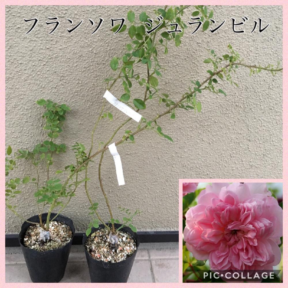 小さな庭の画像 by La Vie en roseさん | 小さな庭とつるバラとバラの育て方と薔薇のお手入れとbeginner rose lessonと薔薇の年間おていれと新米ロザリアンとフランソワ ジュランビルと無農薬と薔薇の初心者教室と花のある暮らしとバラ・ミニバラとロザリアンとバラのお手入れとつるバラのお手入れ