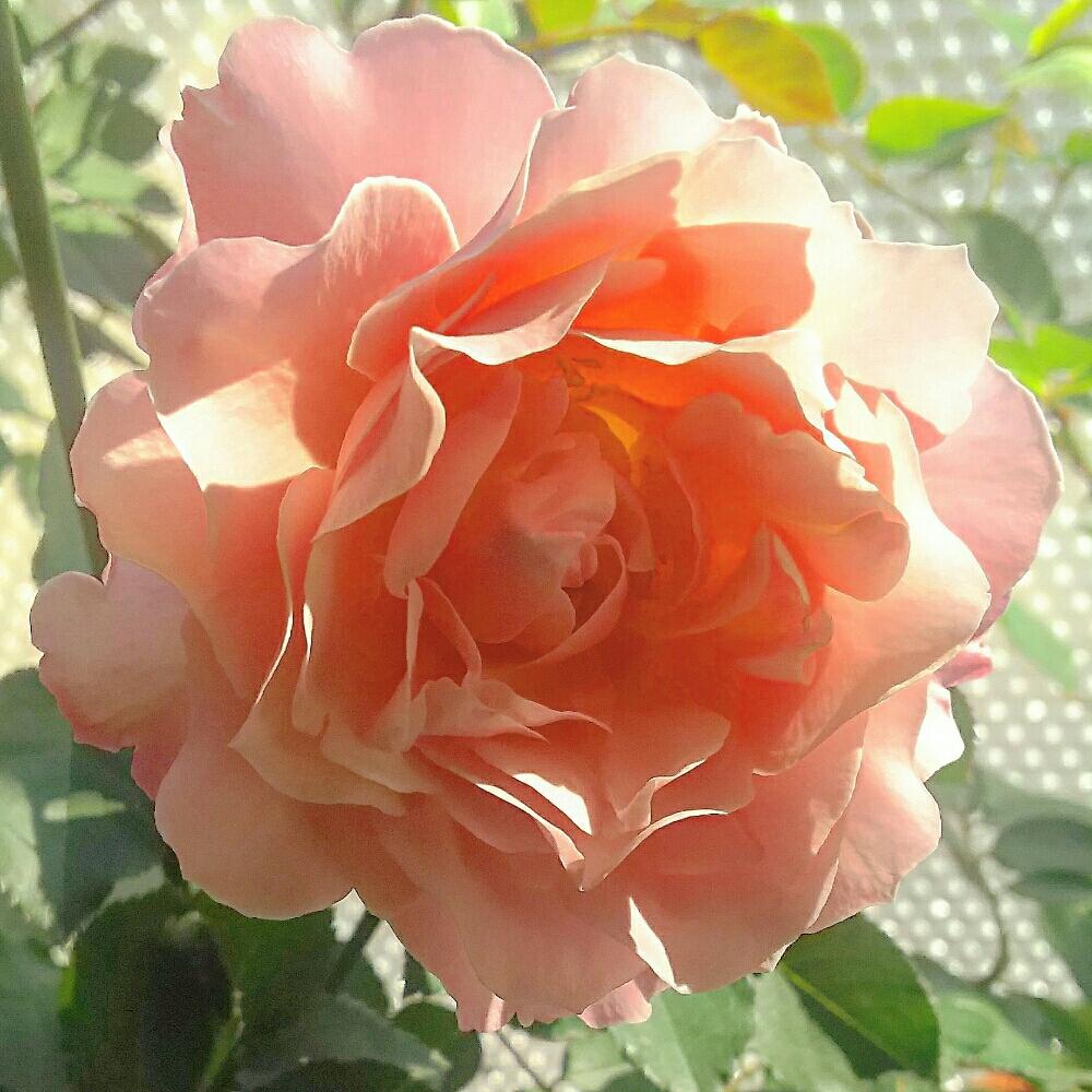 窓辺の画像 by キーコさん | 窓辺とバラ ダフネとHTCと薔薇愛同盟と咲いたよ!と北の大地北海道と思いやりと台風21号被災者応援と花のある暮らしと頑張れ♡えっことキーコ′s ガーデンとキュンキュン乙女倶楽部No.54