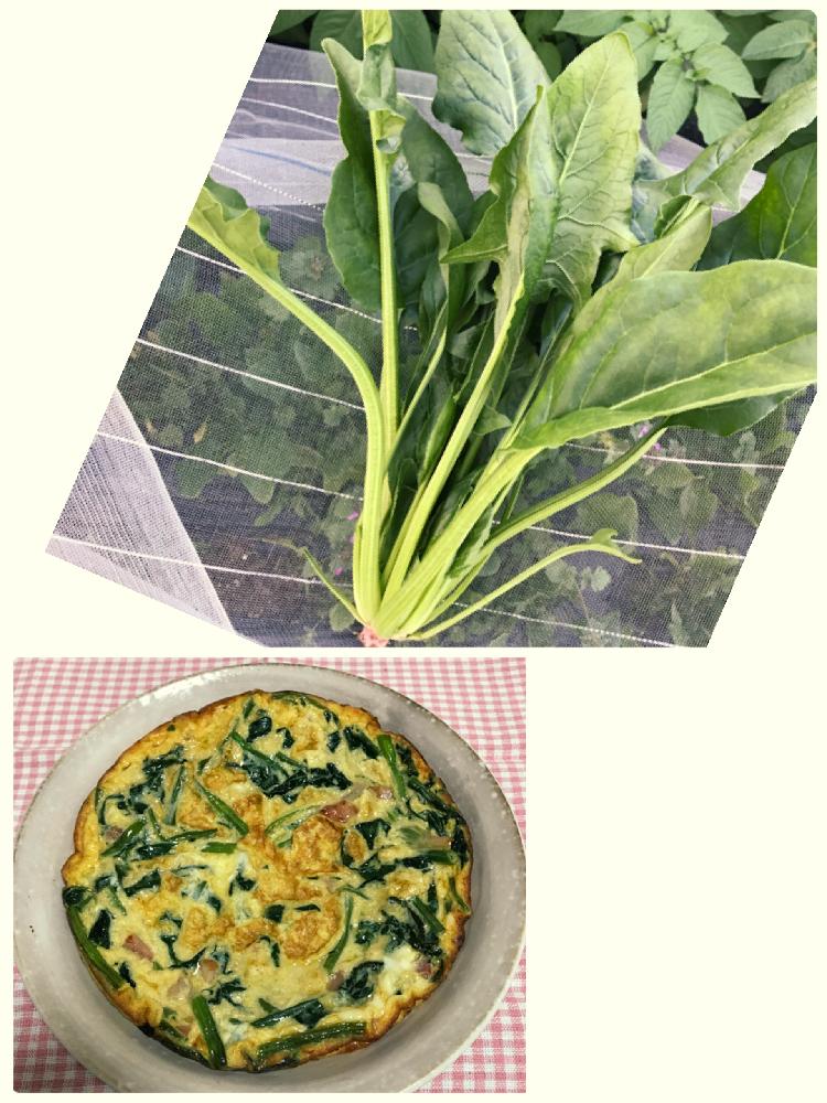 畑の画像 by ricoさん | 畑と自家栽培の野菜達と家庭菜園とGS映えとGS日和と無農薬とホウレンソウ冬ごのみと花のある暮らしと自家製野菜と家庭菜園奮闘日記