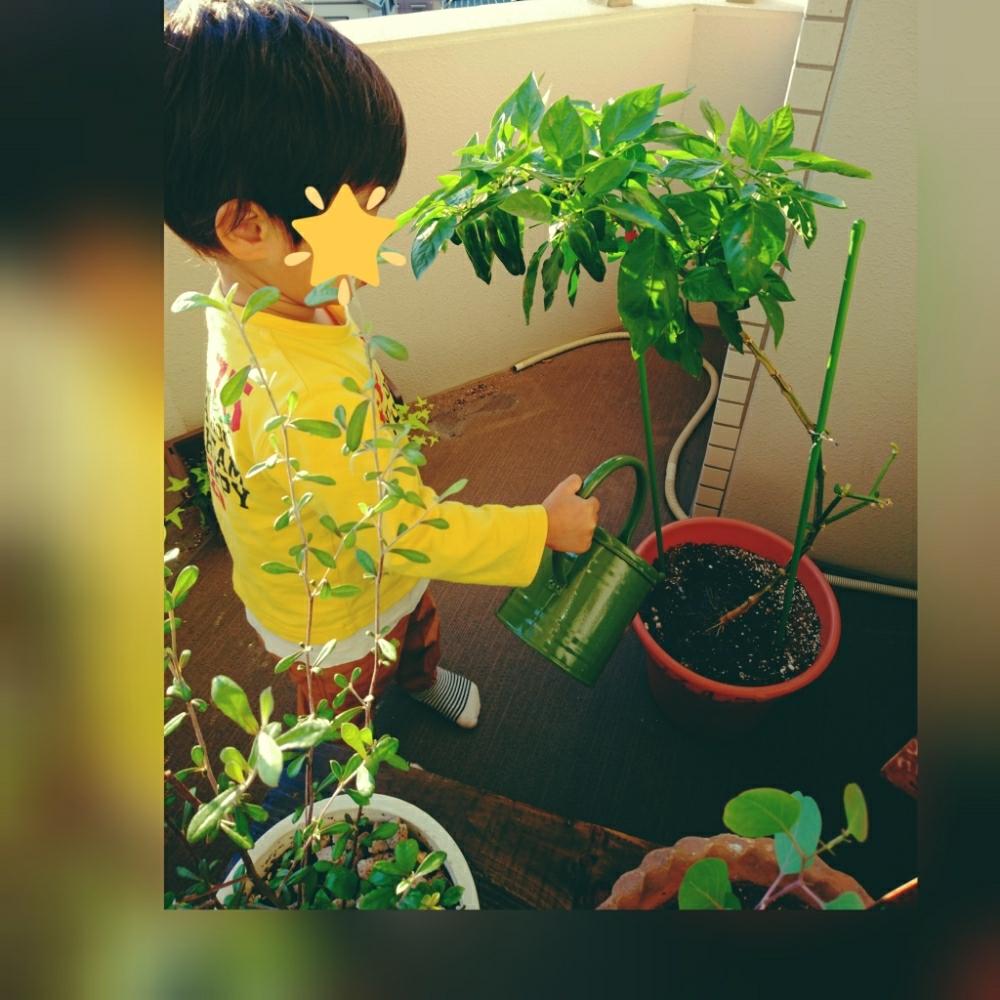 バルコニー/ベランダの画像 by yumiさん | バルコニー/ベランダと小学生が持ち帰ってきたピーマン(笑)と家庭菜園?とお世話は弟(笑)とピーマン♪