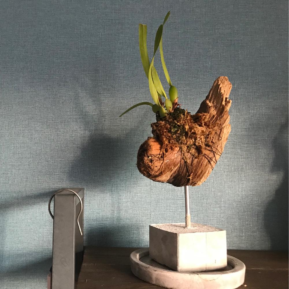 部屋の画像 by hittonさん | 部屋とマキシラリアとベランダガーデニングと植物のあり過ぎる暮らしと蘭のある暮らしと『インテリアグリーン』フォトコンテスト2018とig→hitorururu