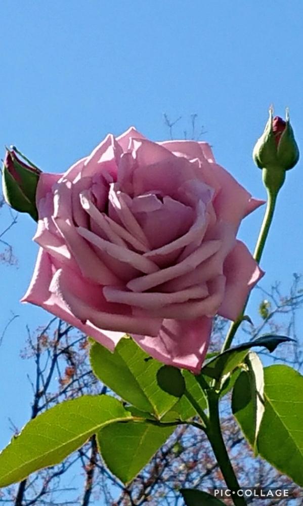 広い庭の画像 by のりりんの森さん | 広い庭とお花を楽しむと青空 薔薇と綺麗な瞬間と青空に映えてと花のある暮らしと癒やしタイム