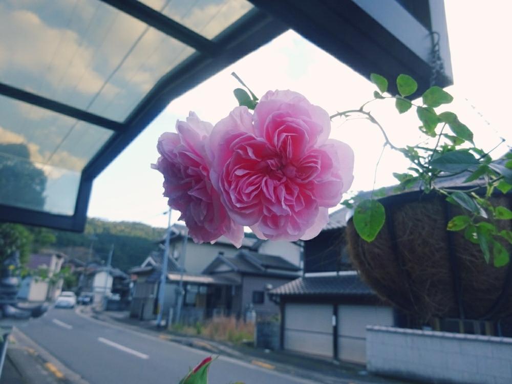 車庫の画像 by きらまるさん | 車庫とグラニーとHTCとピンク同盟と極上咲きと薔薇愛同盟と薔薇男子と薔薇に魅せられてとオシャレとB型とバラのある暮らしとGS映えと今日の一枚ときれいな色と癒しのピンクと美しき薔薇様とたまらん!とピンク神押しと花のある暮らしとかわいいな♡とテンション⤴︎とロザリアンとバラを楽しむ