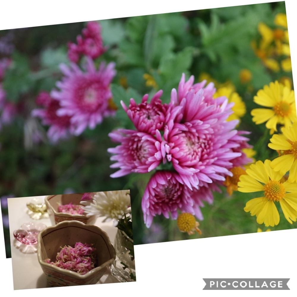 小さな庭の画像 by ミルキーさん | 小さな庭と食用菊と花のある暮らしと家庭菜園奮闘日記とかわいいよ✨と作ってみました。と今日の一品
