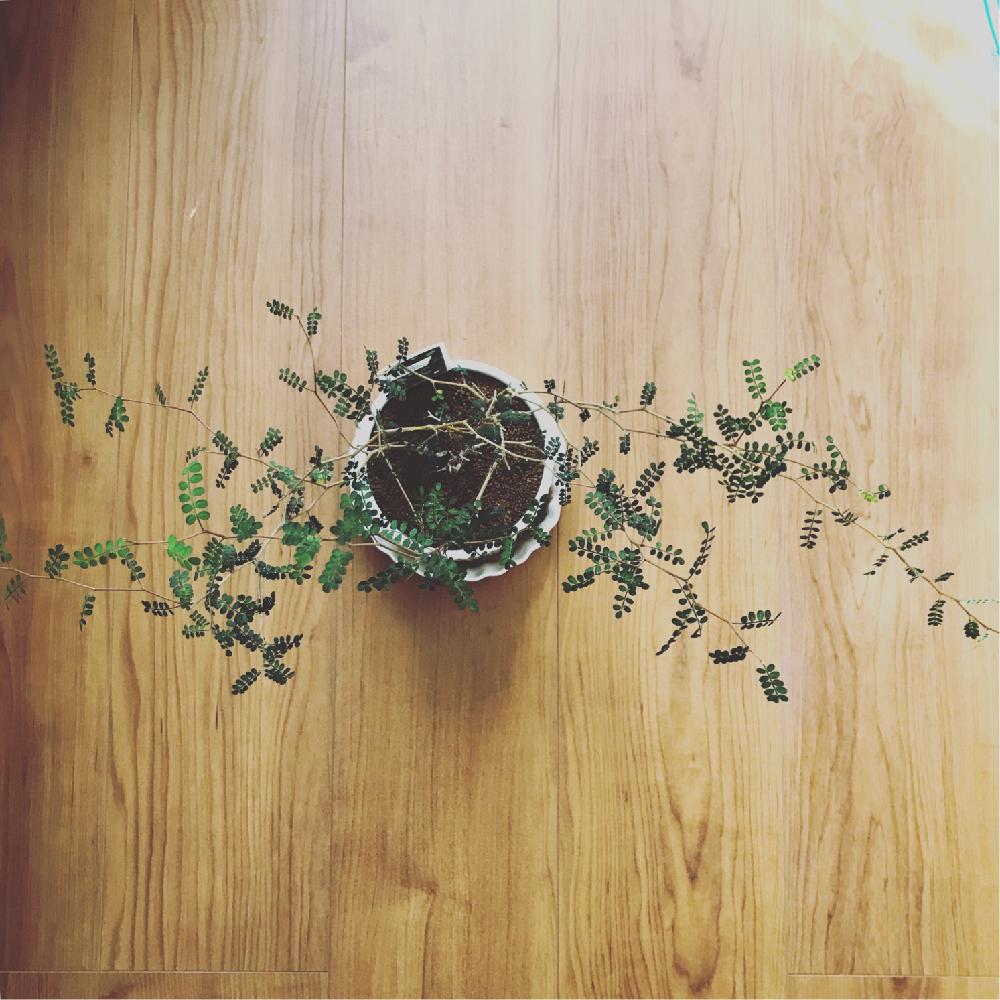 の画像 by リトmegさん | ソフォラ リトルベイビーと室内管理開始とみどりのある暮らしと観葉植物とわが家の観葉植物❢とお気に入り♡と観葉植物好きと❤️いいね、ありがとうとソフォラリトルベイビー☆と室内管理とiPhone撮影