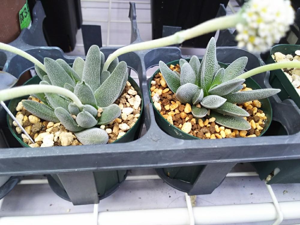 バルコニー/ベランダの画像 by たむらいんさん | バルコニー/ベランダとクラッスラ 小夜衣とCrassula tecta 'Minima Form'とCrassula tecta v. klingsbergensisと小夜衣とみどりのある暮らしとクラッスラ属と植中毒と冬型と丈夫な子。とよく増える多肉とベンケイソウ科と多肉植物 多肉の有るくらし