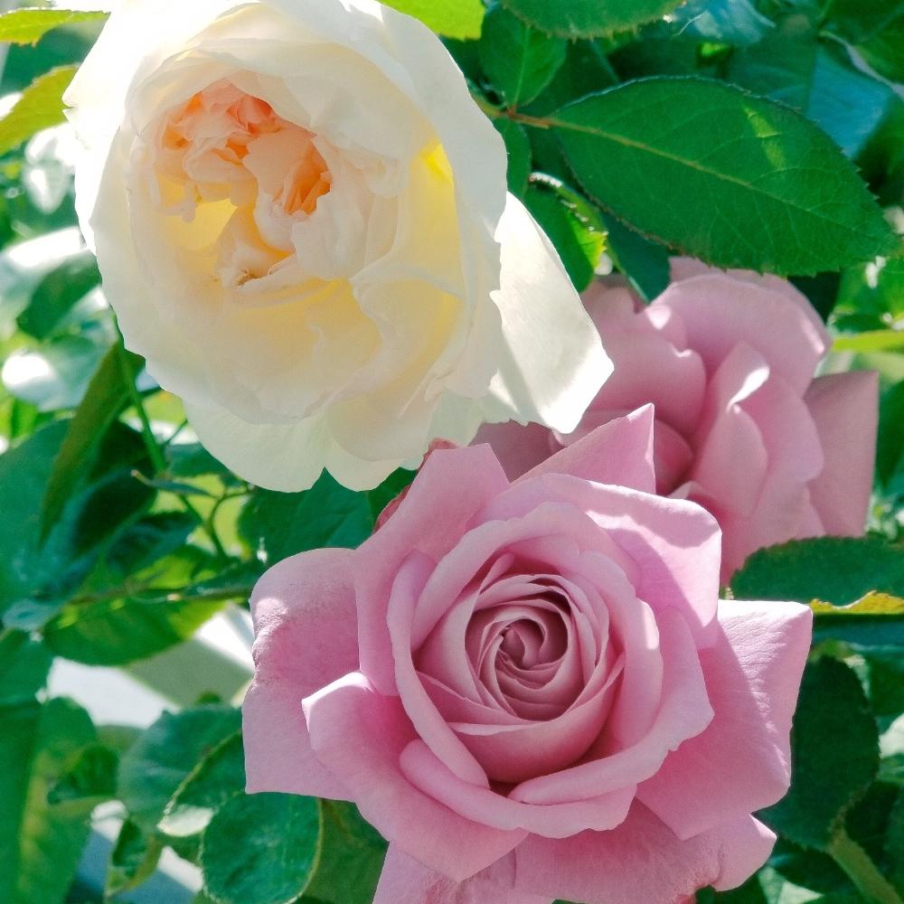 バルコニー/ベランダの画像 by Ayaponnachanさん | バルコニー/ベランダとバラと薔薇♡とばら バラ 薔薇とピンクの花と白いバラと薔薇に魅せられてとボレロ バラと京成バラ園芸と京成バラとフェルゼン伯爵とベルサイユのばらシリーズと花のある暮らしとかわいいとボレロ♥️と白い花といやされると薔薇♪とばら 薔薇 バラとバルコニストと薔薇の花