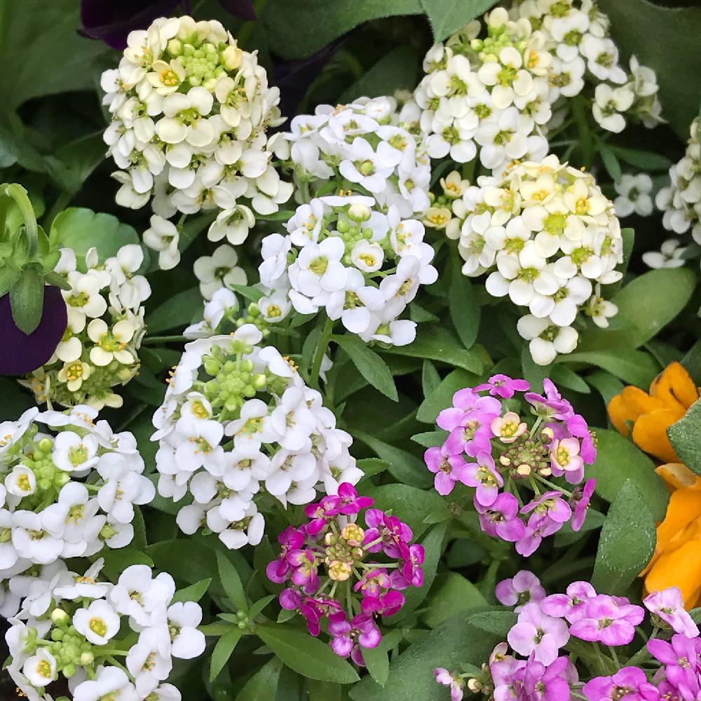 車庫の画像 by azusaさん | 車庫と寄せ植えと植中毒と今日のお花とhappy pinkと鉢植えと可愛いと花のある暮らしとアリッサム♡
