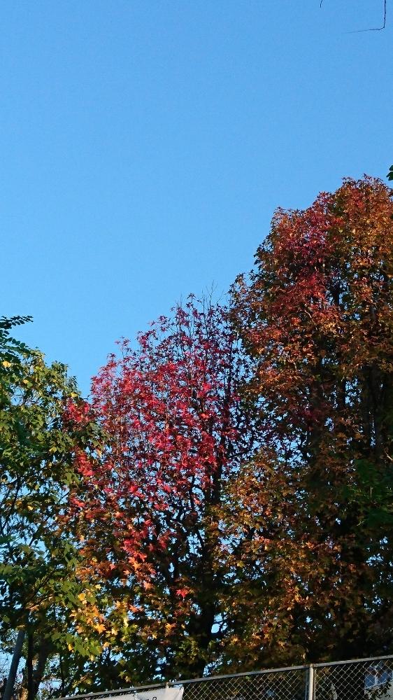 の画像 by ロンさん | 紅葉写真