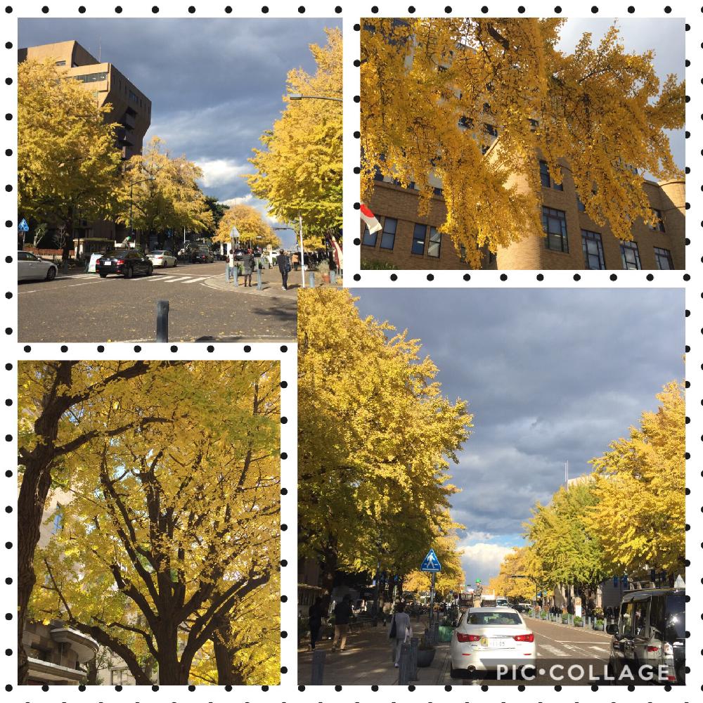 お出かけ先の画像 by みなとの風さん | お出かけ先と街中と銀杏*とみなとの風景と秋から冬へとGS映えと日本大通りと銀杏並木の黄色