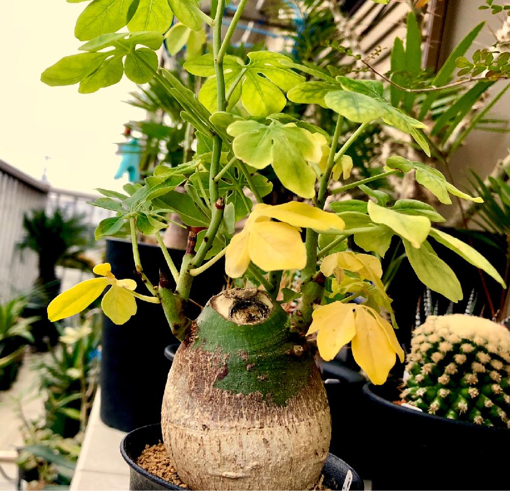 の画像 by 39mizさん | アデニア・グラウカとアデニア グラウカと多肉植物とベランダの植物とベランダ多肉とコーデックスと多肉植物とサボテンと塊根植物とアデニア属