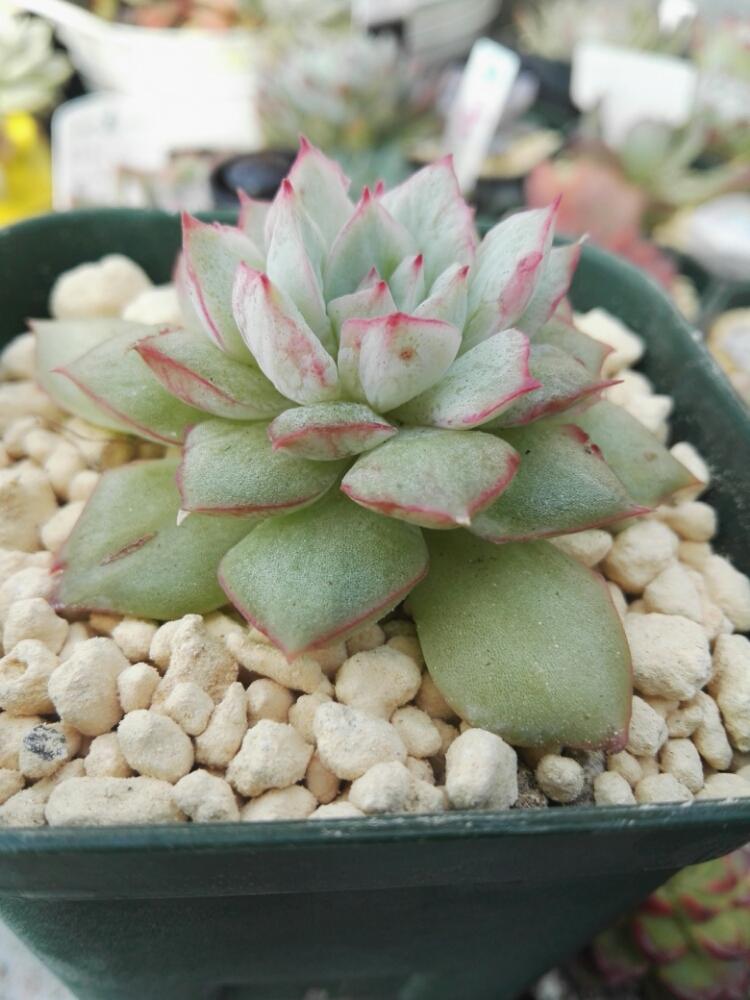 の画像 by まりび~♫**さん | 織姫と多肉植物と岩手県と植中毒とタニラーとかわいいといやされる