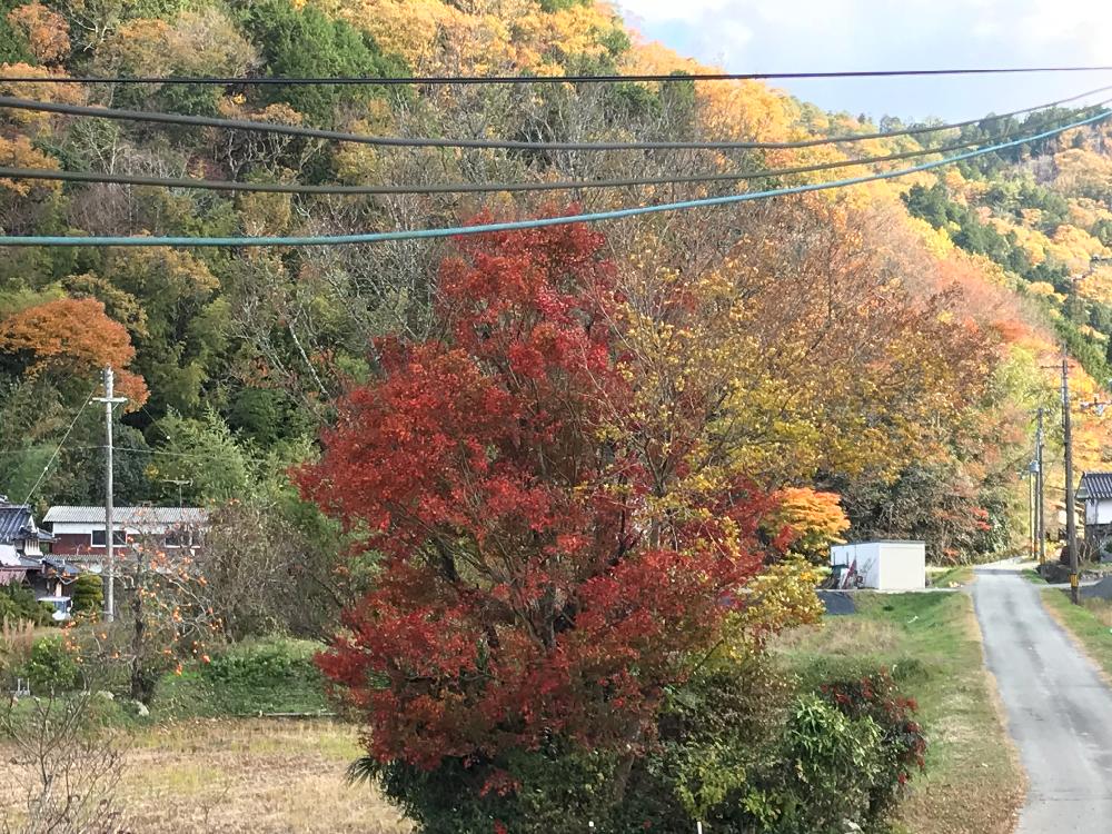 の画像 by ゆきりんさん | モミジと花のある暮らしと自然の中でと田舎の風景と紅葉(こうよう)