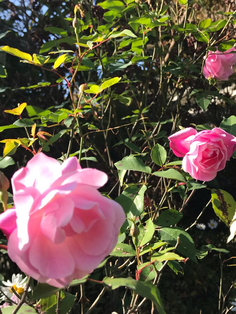 広い庭の画像 by ゆきりんさん | 広い庭と薔薇とまだまだ咲きますと自然の中でとありがとうとピンクのお花と花のある暮らしとかわいいな♡
