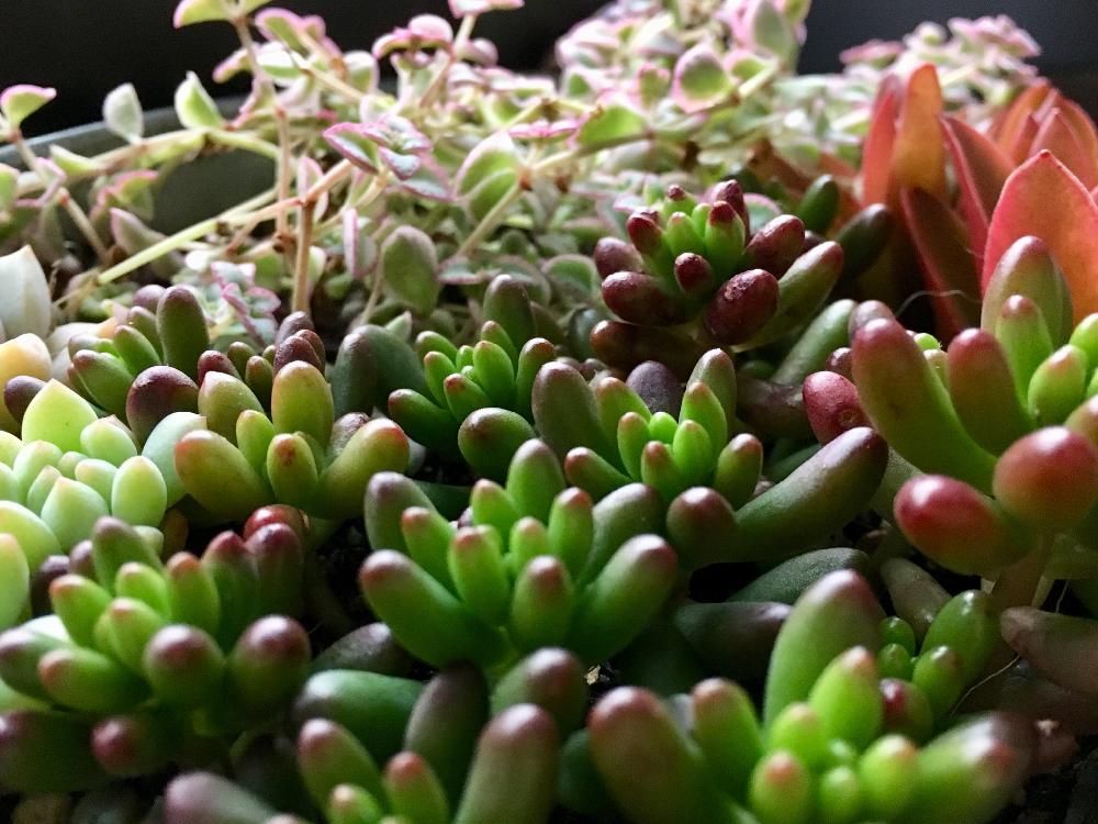 窓辺の画像 by よよよさん | 窓辺と多肉植物と岩手県とぎゅうぎゅうとお気に入り!と美しいと元気モリモリとタニラーと可愛いとかわいいとぷっくり