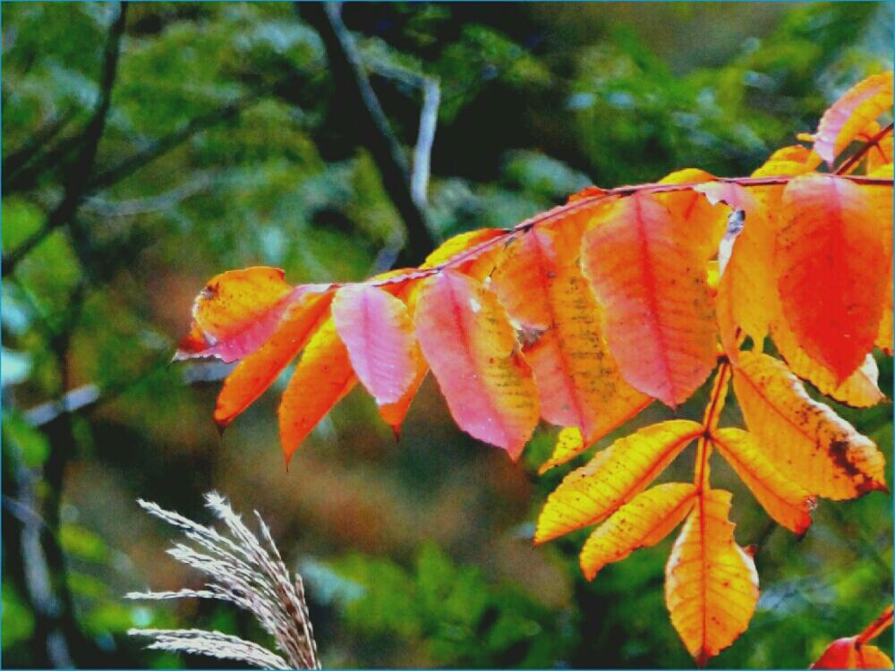 お出かけ先の画像 by やまちゃんさん | お出かけ先と山奥にて撮影と紅葉(こうよう)と花のある暮らしとキュンキュン乙女倶楽部