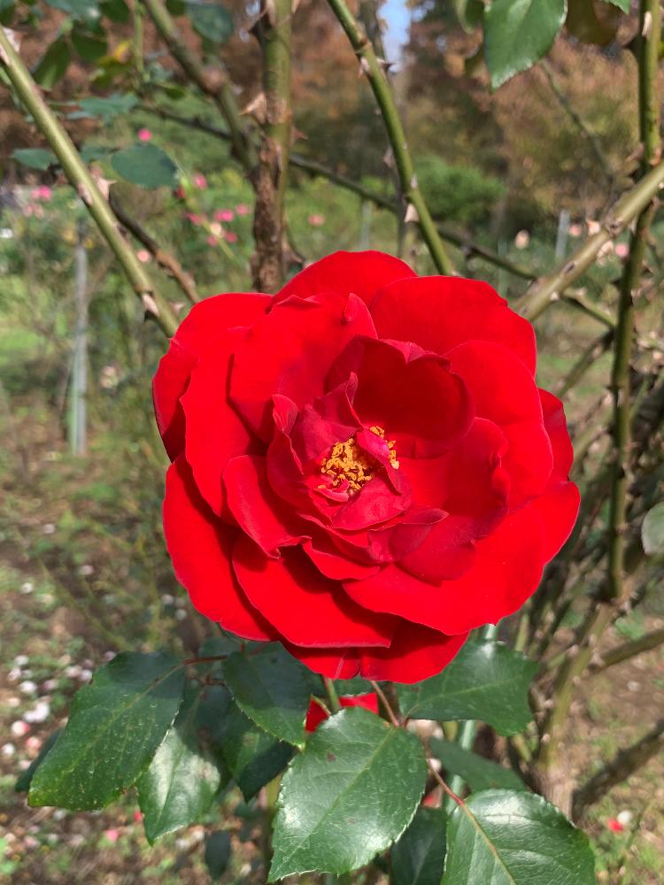 お出かけ先の画像 by こまきろーるさん | お出かけ先と代々木公園と薔薇♡とバラ 薔薇と薔薇たちと薔薇が素敵と薔薇♪とばら 薔薇 バラとバラ薔薇ばらら~❤️と赤いバラと薔薇の花