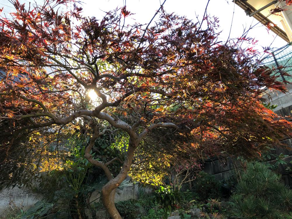 小さな庭の画像 by zukoさん | 小さな庭と紅葉と観葉植物と植物のある暮らしと無修正とアップ写真とGS映えと植中毒と紅葉(こうよう)とタニラーとナチュラルスタイルとガーデニングと紅葉写真と『山野草』フォトコンテスト 2018秋とgreen green greenとおうちで自然を感じると平成最後の秋